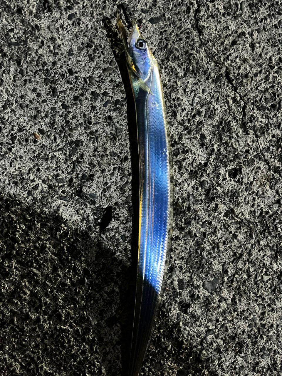 タチウオ