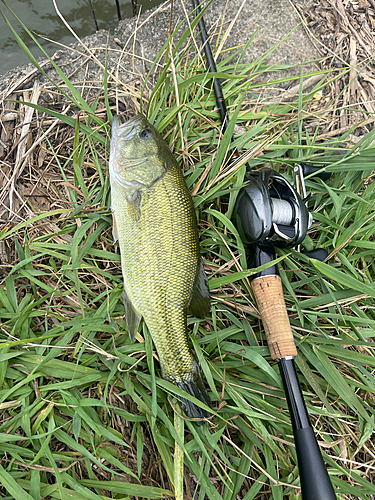 ラージマウスバスの釣果