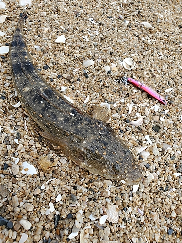 マゴチの釣果