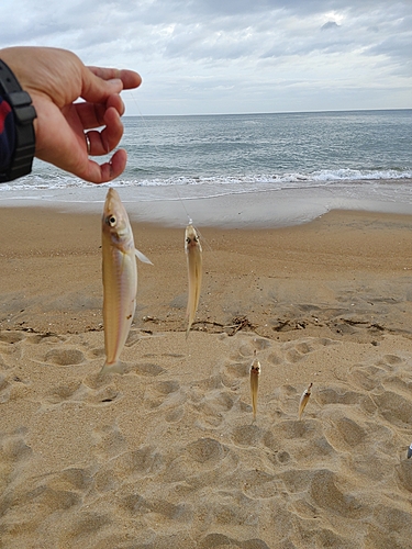 キスの釣果