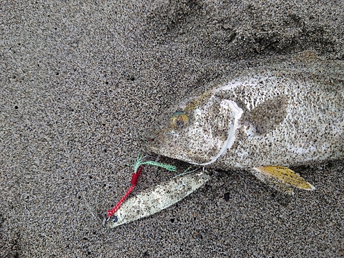 ショゴの釣果