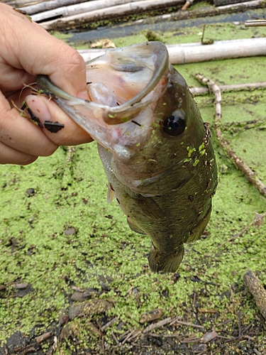 ラージマウスバスの釣果