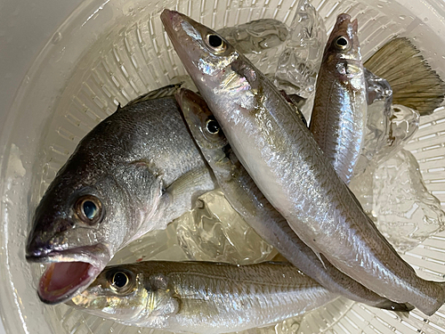 キスの釣果