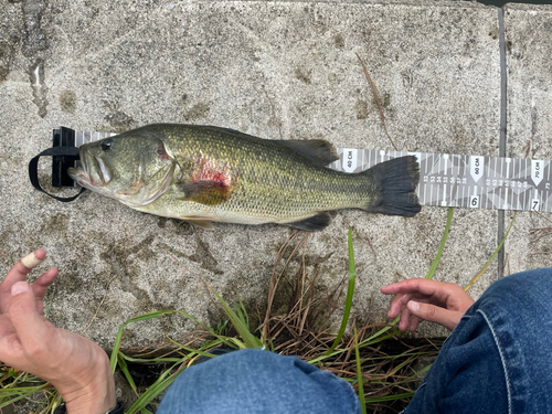 ブラックバスの釣果