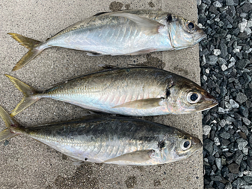 アジの釣果