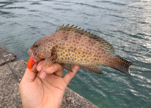 オオモンハタの釣果