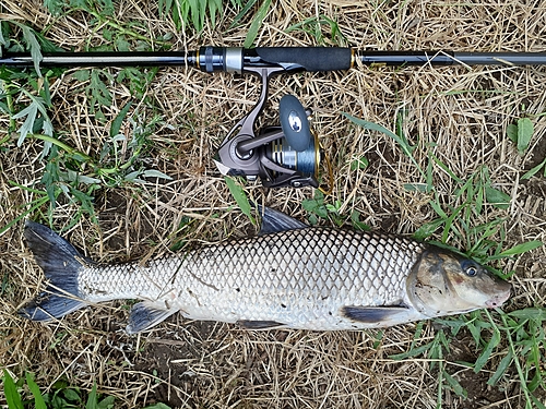 ニゴイの釣果