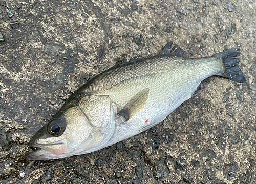 セイゴ（マルスズキ）の釣果