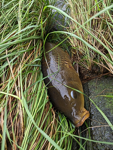 コイの釣果