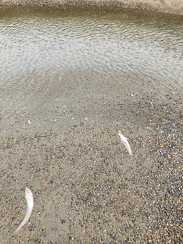 キスの釣果