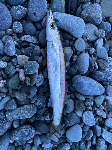 カマスの釣果