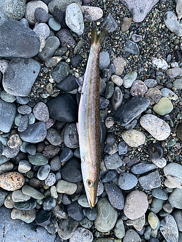 カマスの釣果