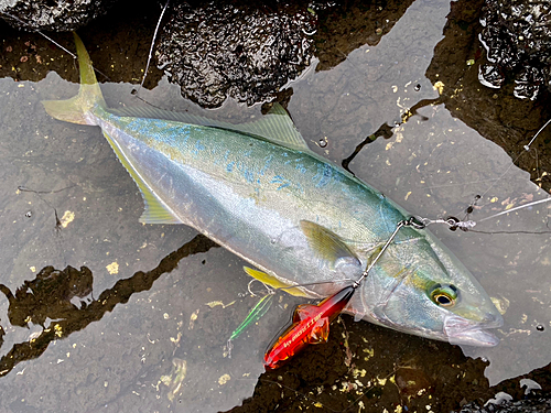 ヒラマサの釣果