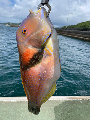 イラの釣果