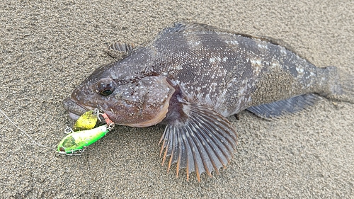 アイナメの釣果