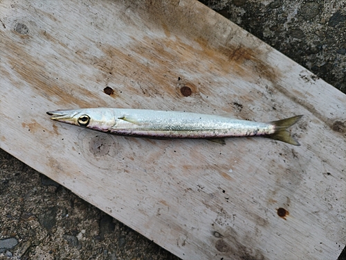 カマスの釣果