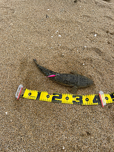 マゴチの釣果