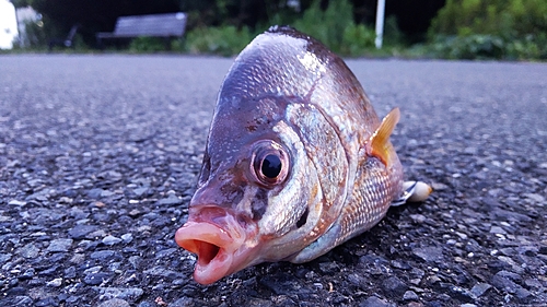 ウミタナゴの釣果