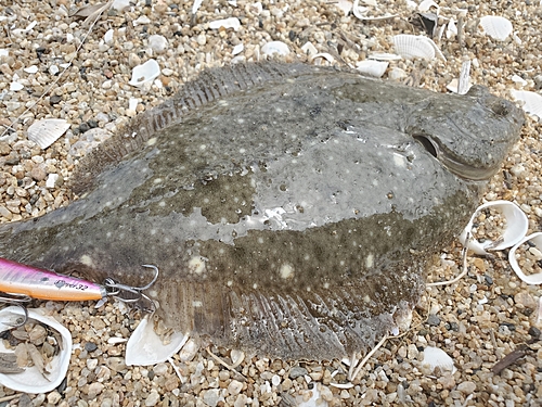 カレイの釣果