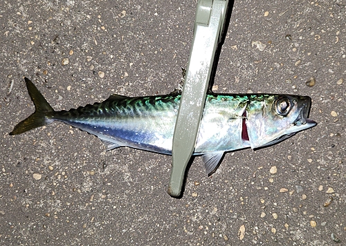 サバの釣果