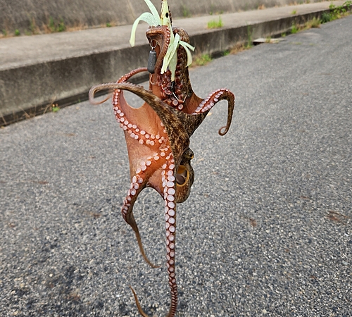 マダコの釣果