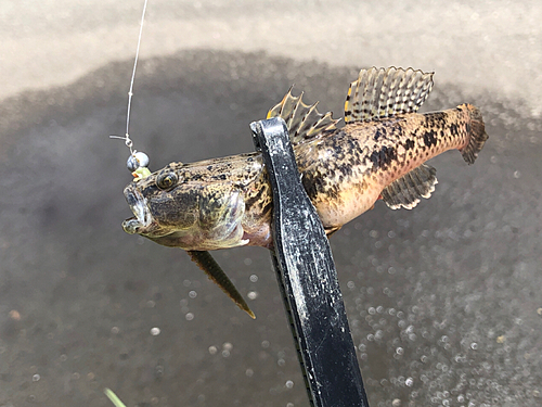 ウロハゼの釣果