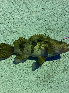 タケノコメバルの釣果