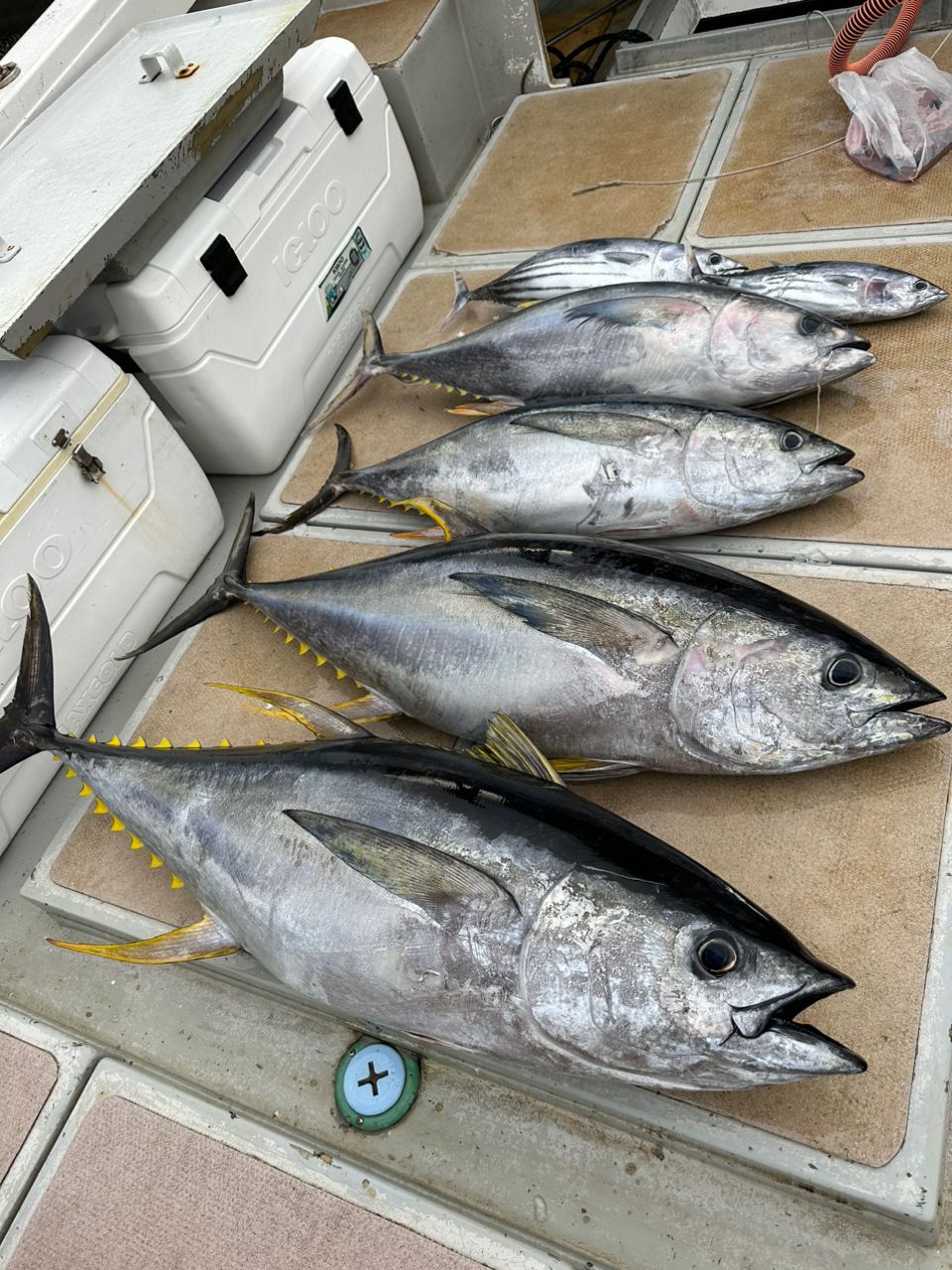 戦場ヶ原さんの釣果 1枚目の画像