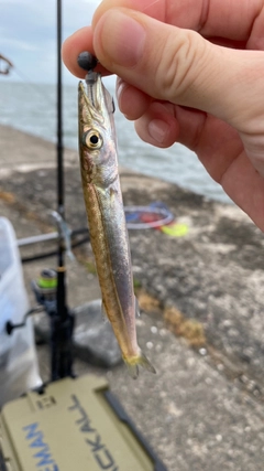 カマスの釣果