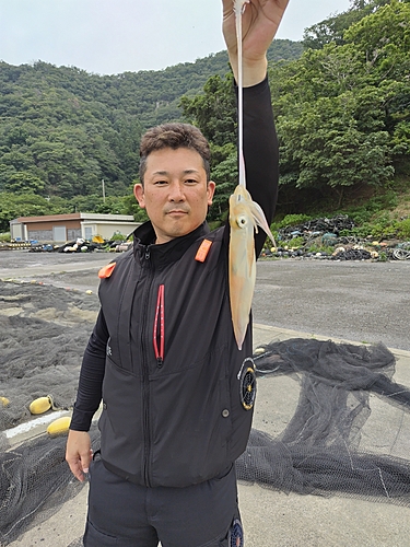 ケンサキイカの釣果