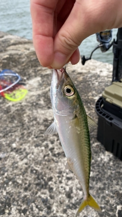 サバの釣果