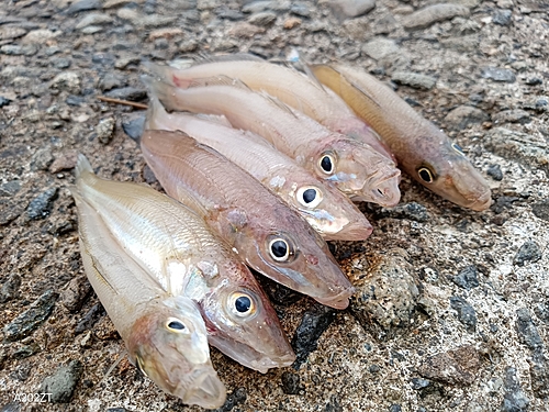 キスの釣果