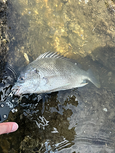 キビレの釣果