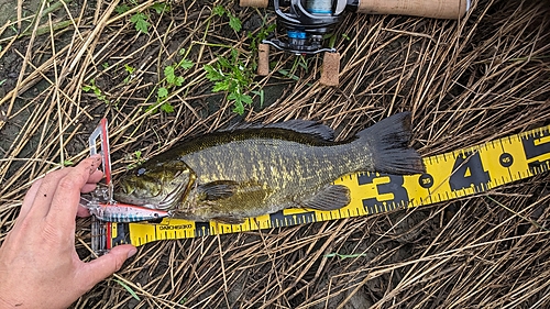 スモールマウスバスの釣果