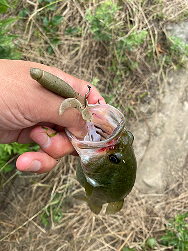 ラージマウスバスの釣果