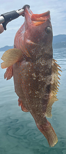 アコウの釣果