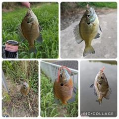 ブルーギルの釣果