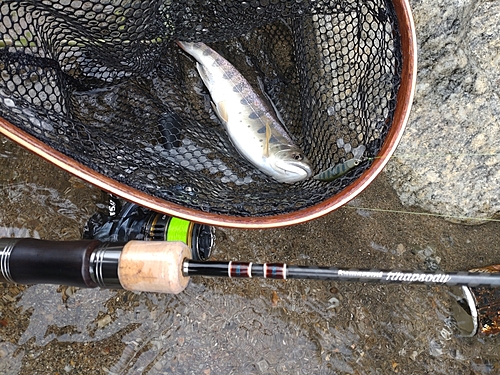 アマゴの釣果