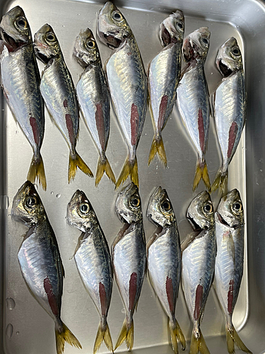 イシモチの釣果