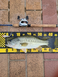 ラージマウスバスの釣果