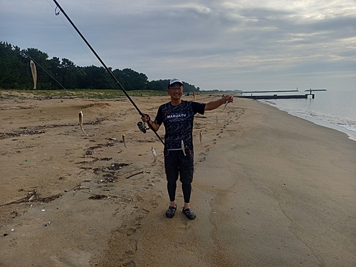 シロギスの釣果