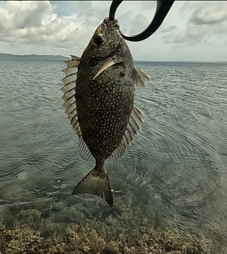 アイゴの釣果