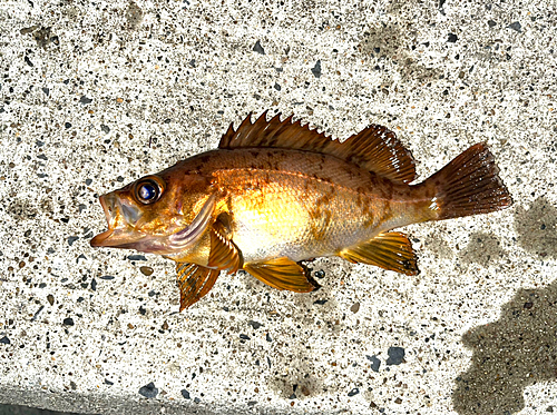 アカメバルの釣果