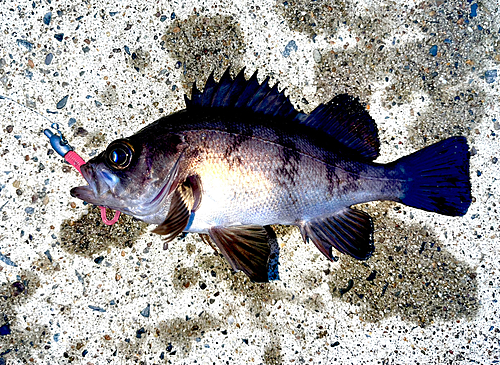 メバルの釣果