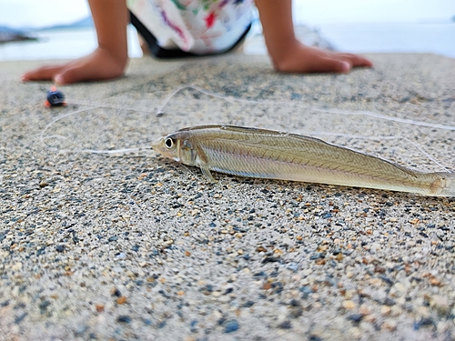 キスの釣果