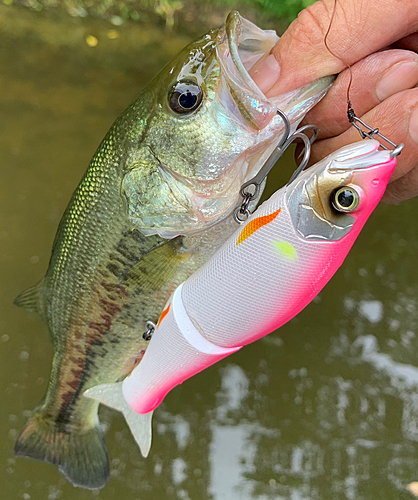 ラージマウスバスの釣果