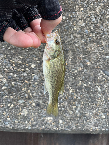 ラージマウスバスの釣果