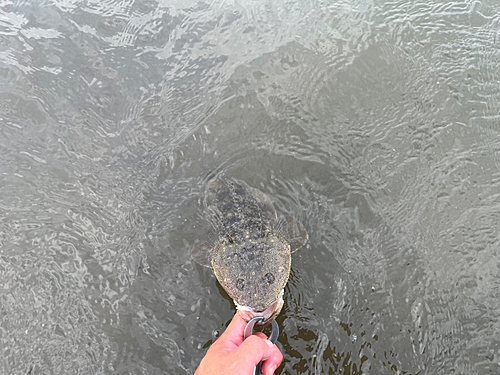 マゴチの釣果