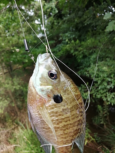 ブルーギルの釣果