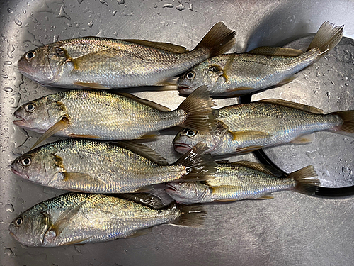 イシモチの釣果